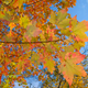 Illustration for article titled Shooting Challenge Fall Leaves Gallery 2